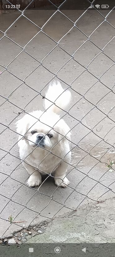 kanqal iti: Pekines, 2 ay, Erkek, Peyvəndli, Ünvandan götürmə