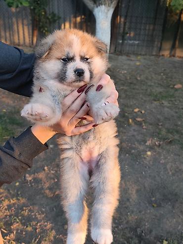 poklanjam štence: Japanska Akita (Akita Inu) stenci rezervacija. Preuzimaju se dva puta — 5