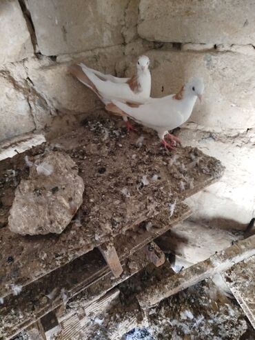 Göyərçinlər: Şəkillərdə müxtəlif rənglərdə və bəzi fərqli xüsusiyyətlərə malik — 11