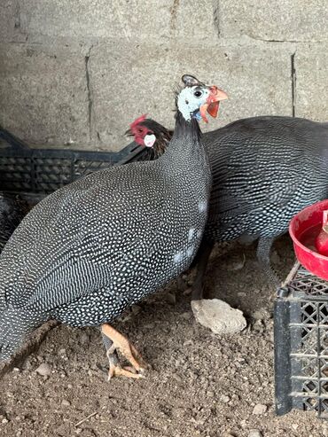 купить домашних курей: На продажу цесарка at lalafo.kg купить домашних курей: На продажу цесарка