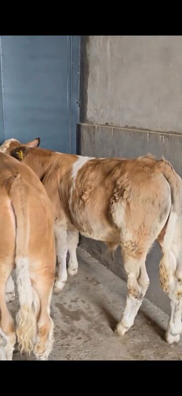 Dana, buzov: Məhsul: Simental cinsli buzovlar Təsvir: - Rəng: açıq-qəhvəyi/ağ — 7