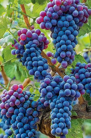 Meyvə və giləmeyvə: .üzüm tingləri satılır 070 2223552 zəng və vatsap çeşid çoxdur — 2