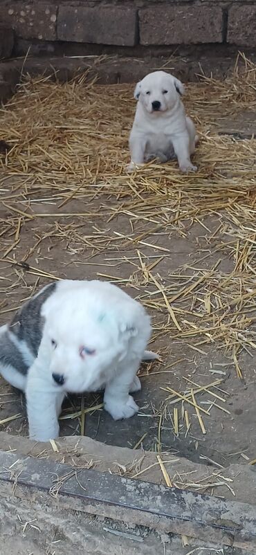 İtlər: Alabay, 1 ay, Erkek, Peyvəndli, Ödənişli çatdırılma — 9