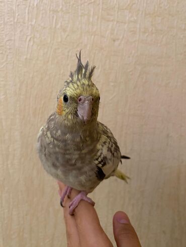 Tutuquşları: Korella,öz papuqaymızdı,bala vaxtdan saxlayırıq 6 aylıqdı, ələ — 6