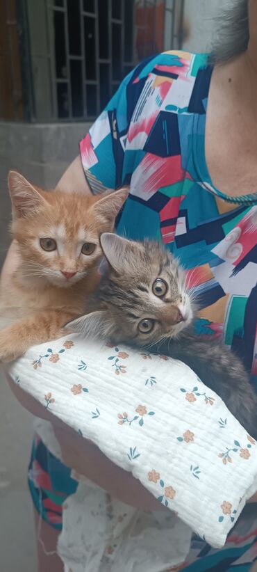 домашние котята: Мальчик
