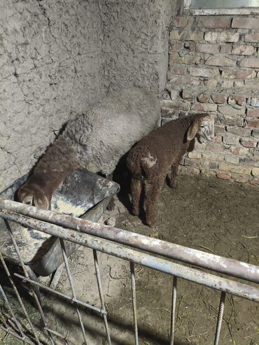 Бараны, овцы: Продаю | Овца (самка) | Для разведения | Матка — 5