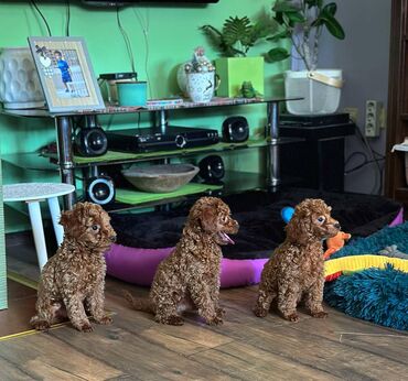 Psi: Nasa odgajivacnica se nalazi u Indjiji i bavimo se uzgojom pasa 15 — 7