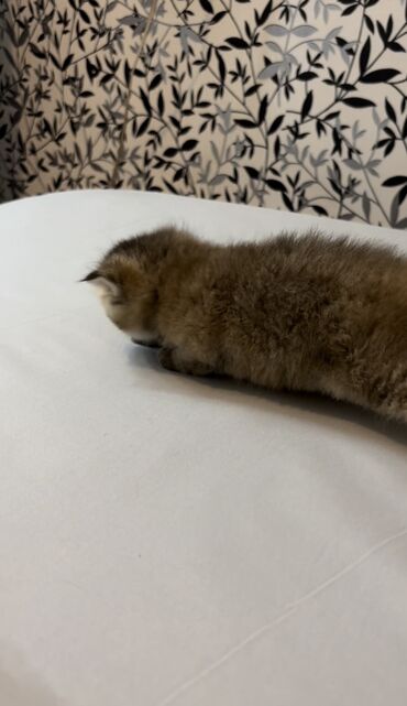 Pişiklər: Şinşilla, Dişi, Erkək, Ünvandan götürmə, Ödənişli çatdırılma — 3