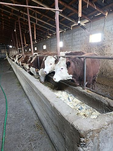 Коровы, быки: Продаю | Бык (самец) | Герефорд | На откорм | Племенные — 5