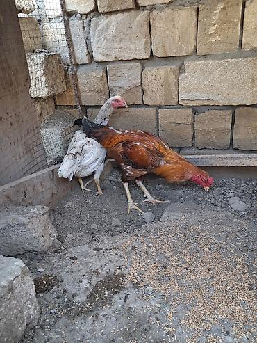 xoruz heyratı: Salam xoruz tek satilir sonu 60azn qani Turk Patel real alicilar — 8