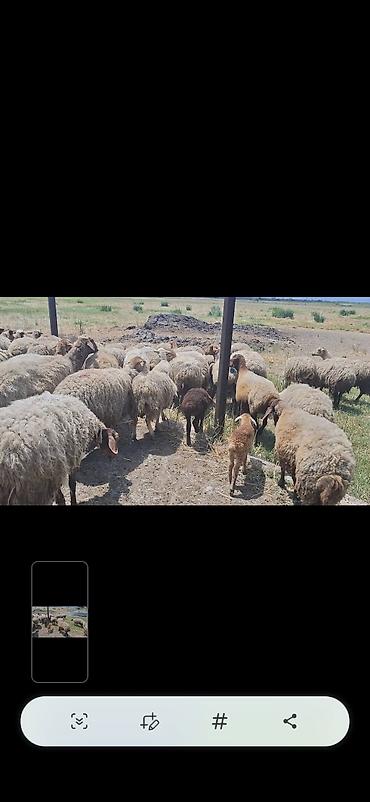 Mal-qara: Dişi, il: 10, 50 kq, Damazlıq, Ünvandan götürmə — 7