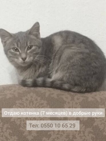 кошки серые: Кошка даром: Беспородная, 7 месяцев, Девочка