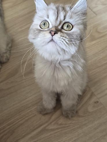 Pişiklər: Britan, Dişi, Yaxşı əllərə, Ünvandan götürmə — 3