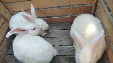 dovşa: Ağ rəngli dovşanlar – 3 ədəd Məhsul təsviri: - Cins: Ağ albinos tipli — 1