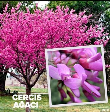 dekor gullər: Cercis gülü her qiymətə olanı var ətraflı məlumat üçün əlaqə saxlaya