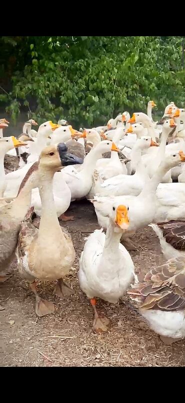 Akvarium aksessuar və ləvazimatları: Dişi, | Linda, Damazlıq, Ünvandan götürmə, Ödənişli çatdırılma