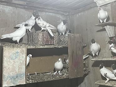 Птицы: Голуби летные играющие. Парода: бакинцы, иранцы, пакистанцы — 16
