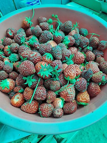 Смородина: Смородина — 6