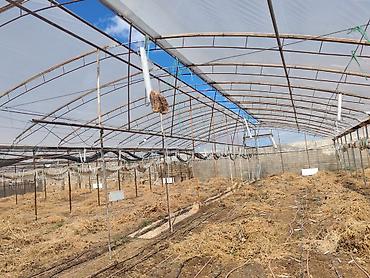 Bağ evi və bağ üçün hər şey: 17 sotluq parnik ləvazimatları satılır – tam komplekt Tərkib: - — 10