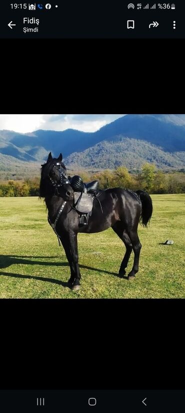 atlar: Самец, Qarabag, лет: 7