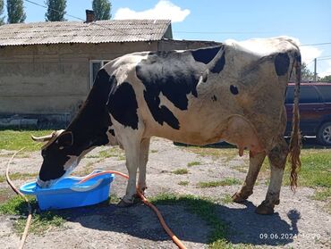 коровы галштин: Продаю | Корова (самка) | Голштин, Алатауская