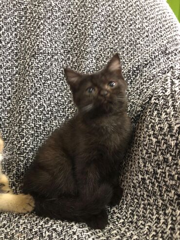 Pişiklər: Britan, Ünvandan götürmə -da lalafo.az — 8 Pişiklər: Britan, Ünvandan götürmə — 8