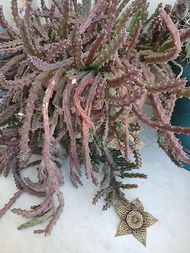 nar ciceyi: Stapeliya (Orbea/Stapelia) – nadir görünüşlü ətli/sukkulent bitki - — 2