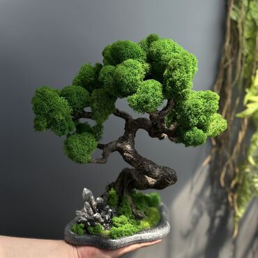 Декоративные цветы: В переводе с японского Бонсай означает «дерево, выращенное в блюде» at lalafo.kg — 25 Декоративные цветы: В переводе с японского Бонсай означает «дерево, выращенное в блюде» — 25