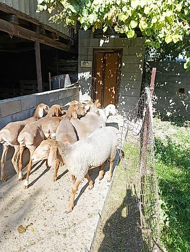 плем карта: Продаю | Ягненок | Арашан | Для разведения | Ярка — 7