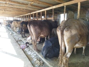 продам корову: Продаю | Корова (самка) | Алатауская, Абердин-ангус | Для разведения, Для молока | Стельные
