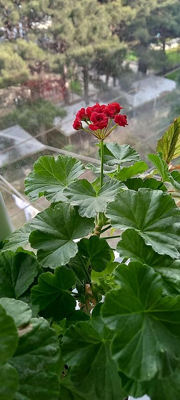 nokia yarpaq: Satılır: otaq gülləri kolleksiyası - Sardunya (Pelargonium) – bir — 3
