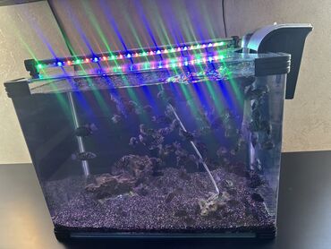 сколько стоит аквариум: Akvarium balıqlar qarışıq satılır, akvarium 55/40/35 - 60lt su tutur