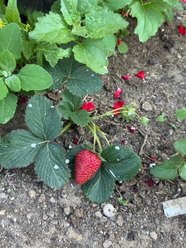 Həyət evləri və villaların satışı: 6 otaqlı, 192 kv. m, Yeni təmirli — 15