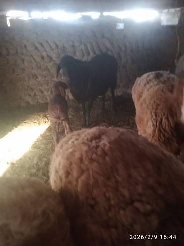 Баран, овца: Продаю | Баран (самец) | Для разведения | Матка — 6