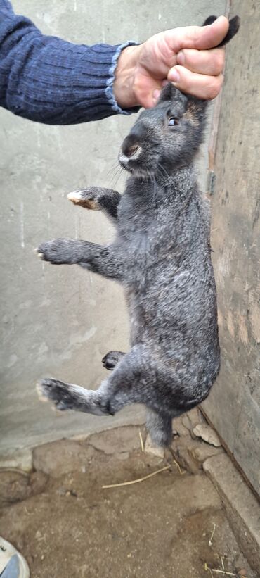 Dovşanlar: Sağlam dovşanlar satılır 13 azn 3 dənədir — 2