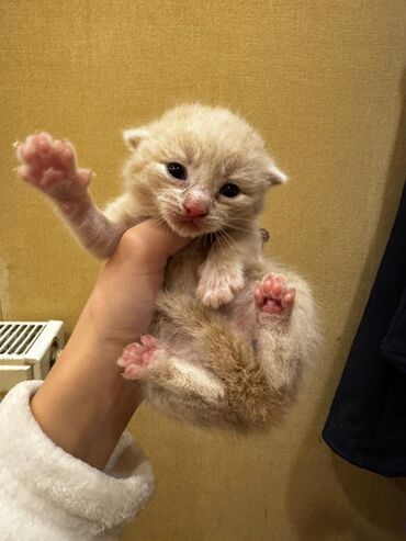 Pişiklər: Erkək, Dişi, Yaxşı əllərə, Ünvandan götürmə, Pulsuz çatdırılma — 10