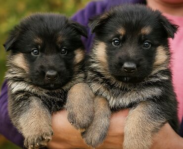 собака машке: 🐾 Щенки немецкой овчарки — родились 6 сентября! В продаже породные