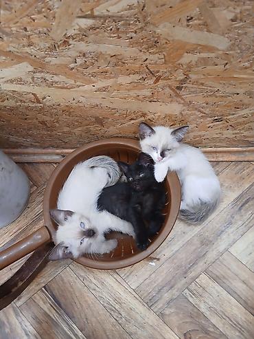 сиамскую кошку: Котята от сиама-тайца с голубыми глазками беж. Домашние. 2месяца — 2