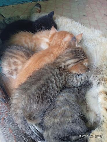 рыжий: Котята от домашней кошки - Окрас: рыжие (2), тигровые (2), чёрный (1) — 1