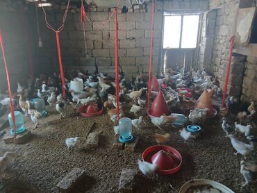 Xoruz, il: 1, Ünvandan götürmə, Ödənişli çatdırılma