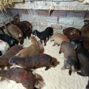 Qoyunlar, qoçlar: Salam aleyküm 215 mantdan 240 manata kimi deyişlir saxlamlqa yararlı — 5