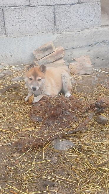 Продажа собак: Щенки Заподносибирской лайки, крепкие, с плотной шерстью, стоячими — 10