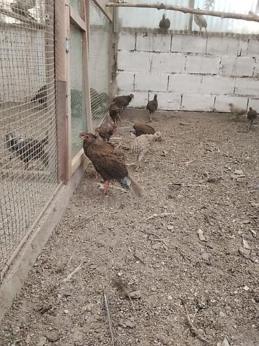 купить фазана: Продам молодых серебряных фазанов — 4