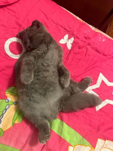 котята в хорошие руки бесплатно: Şotland, Dişi, Ünvandan götürmə