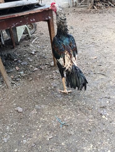 Toyuqlar: Toyuq, Damazlıq, Ödənişli çatdırılma — 8