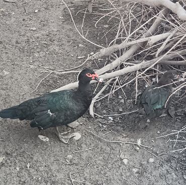 Ördəklər: Dişi, Damazlıq, Ödənişli çatdırılma