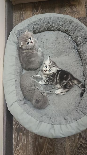 Мышыктар: ГОТОВЯТСЯ К ПРОДАЖЕ Шотландские котята 1 месяц (Scottish Fold/Scottish — 3
