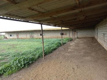 Torpaq sahələrinin satışı: Kənd təsərrüfatı — 5