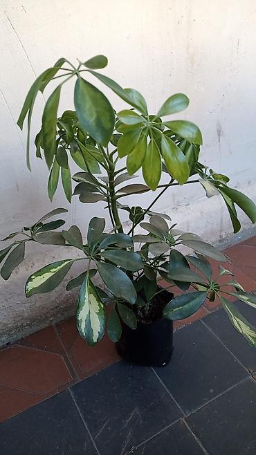 bitki guli: Bitki: Schefflera (Umbrella Plant) – xallı, dekorativ yarpaqlı növ — 1