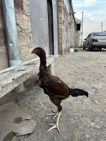 брама лаванда: 4 alıq becədi cinsinə qana söz ola bilməz yaxşı heyvanın balasıdı — 2
